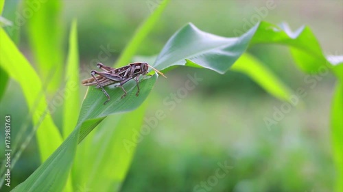 Grasshopper eating corn
