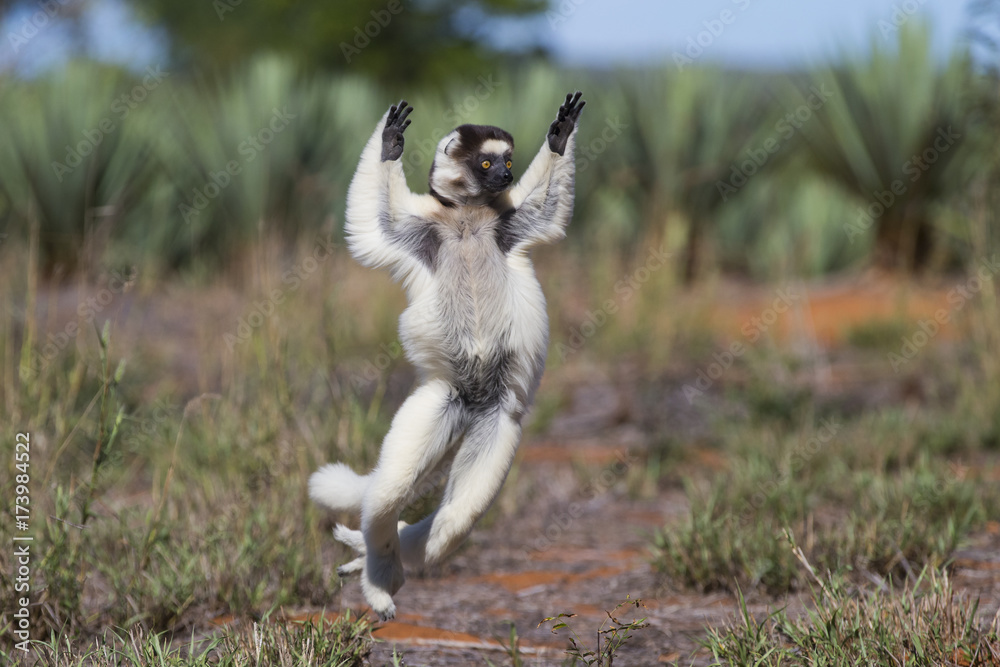 Larvensifaka huepft ueber das Grasland