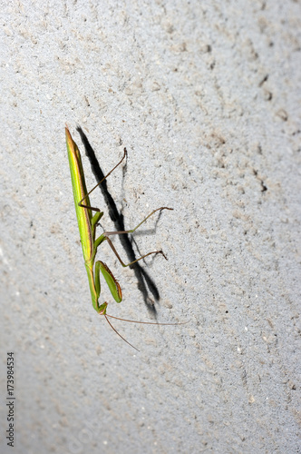 A green female praying mantis landed on a wall.
