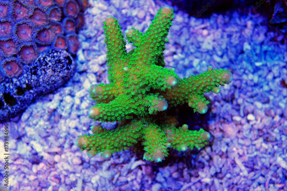 Fototapeta premium Green Acropora SPS coral 