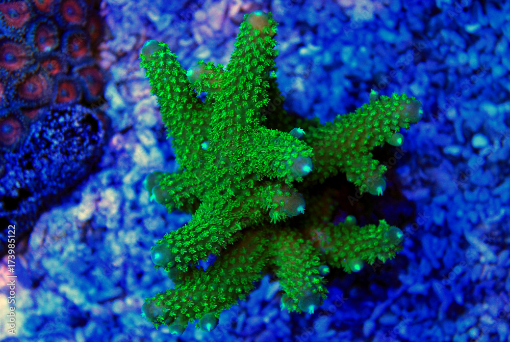 Fototapeta premium Green Acropora SPS coral under moonlight 