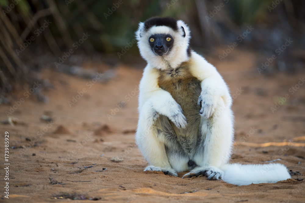 Obraz premium Sifaka sitzt auf dem Sand