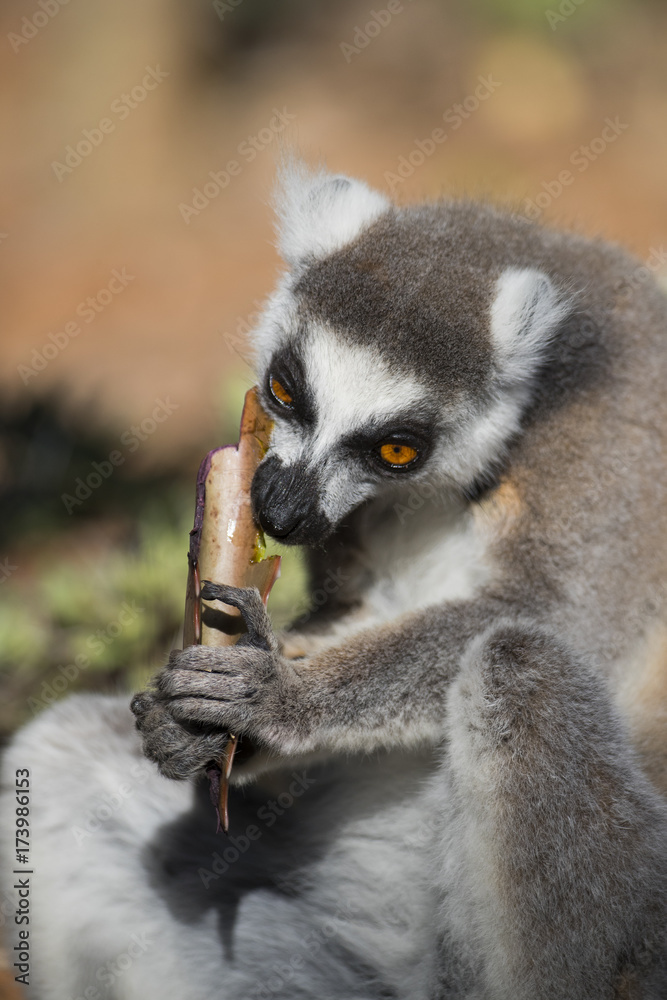 Fototapeta premium Katta frisst Kakteenblaetter