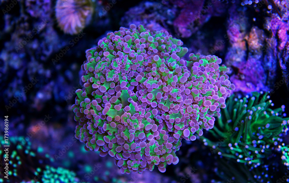 Obraz premium Frogspawn LPS coral