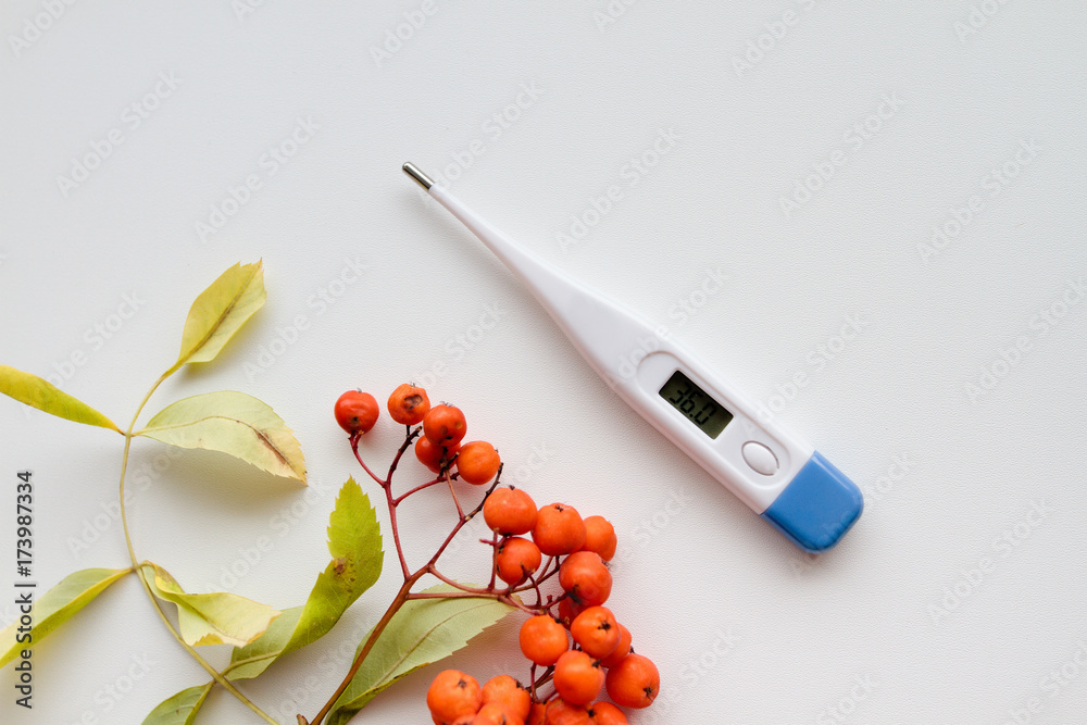 Fototapeta premium a thermometer to measure the temperature and Autumn red rowan