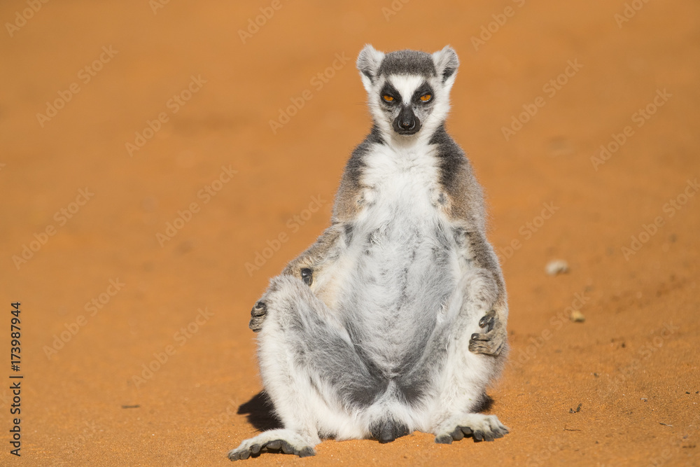 Fototapeta premium Katta waermt sich auf dem Sand