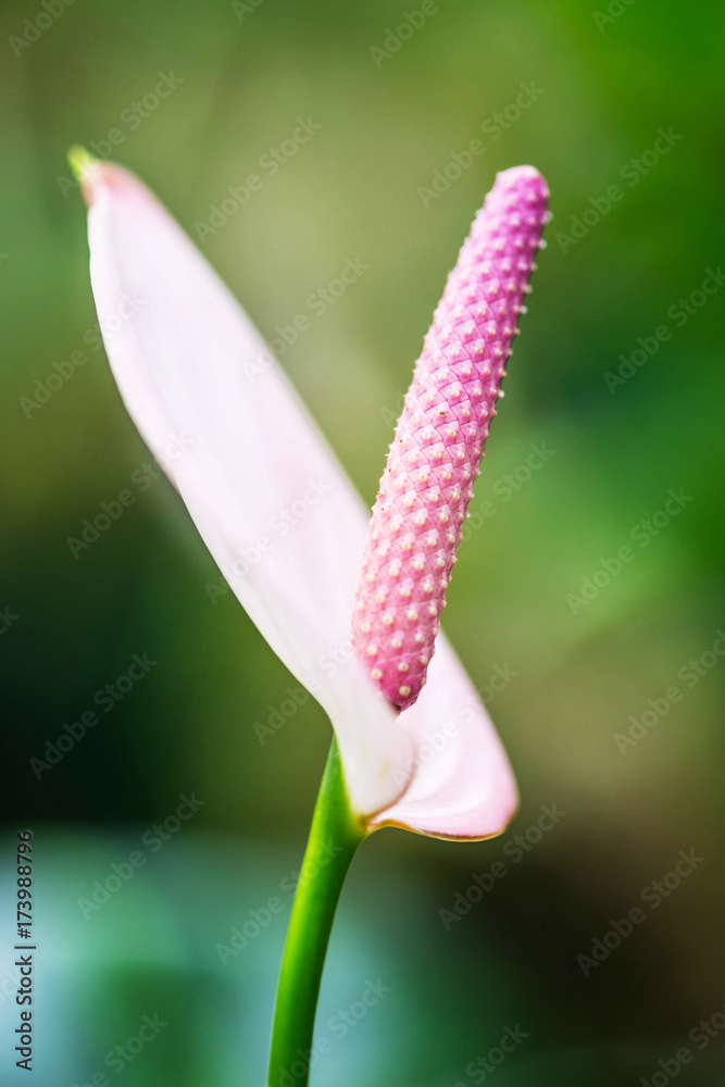 Fresh and beautiful pink Anthurium flowers in garden , selective focus and blurred background in nature Fresh and beautiful pink Anthurium flowers in garden , selective focus and blurred background in nature
