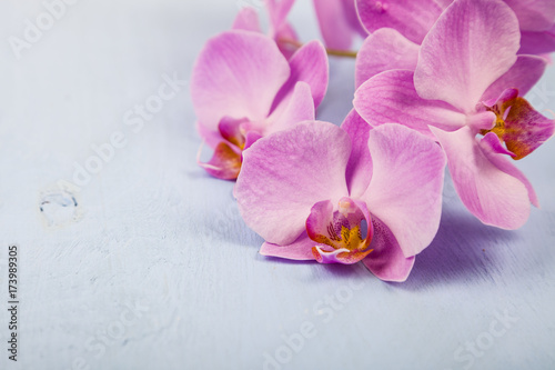 Orchid  Phalaenopsis  on a blue wooden table