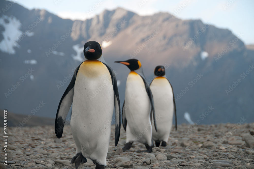 Obraz premium King Penguins at Fortuna Bay