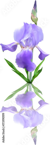 Fototapeta Naklejka Na Ścianę i Meble -  blue iris with bloom,  bud and reflection