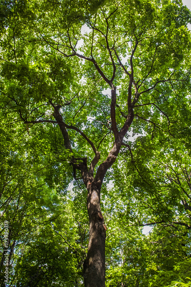 Fototapeta premium Sunset light goes through the tree