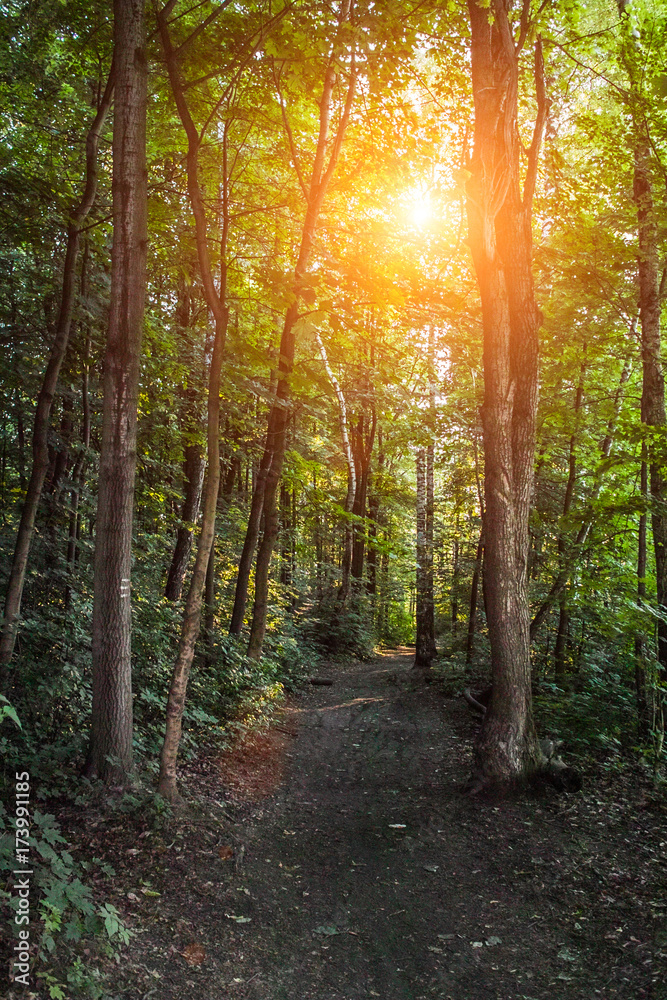 Path through the forest