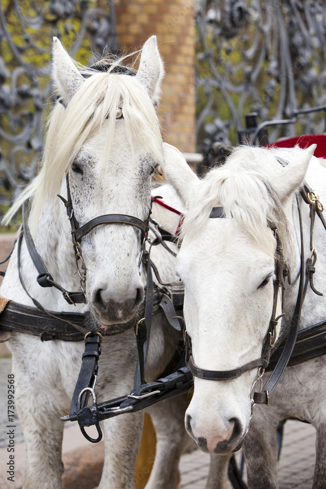 St. Petersburg, Russia. A horse team at the Mikhailovsky Garden lattice..