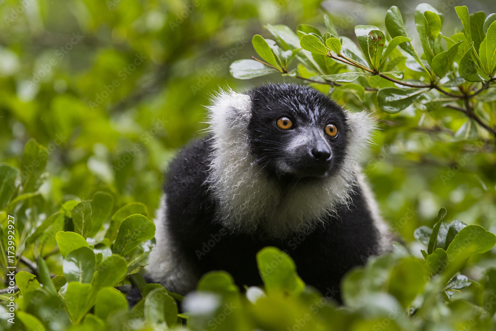 Fototapeta premium Vari auf Nahrungssuche