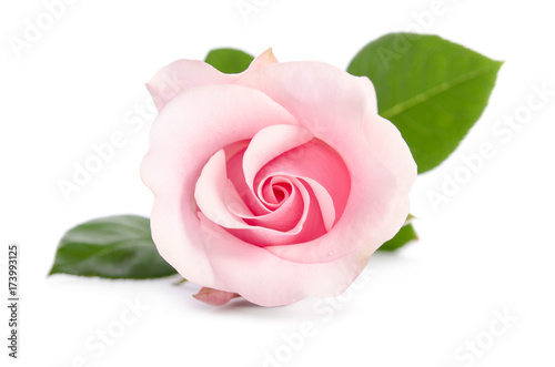 single bud of pink rose isolated on white background