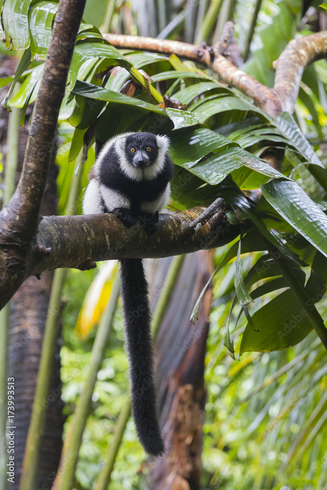 Fototapeta premium Vari auf einem Baum