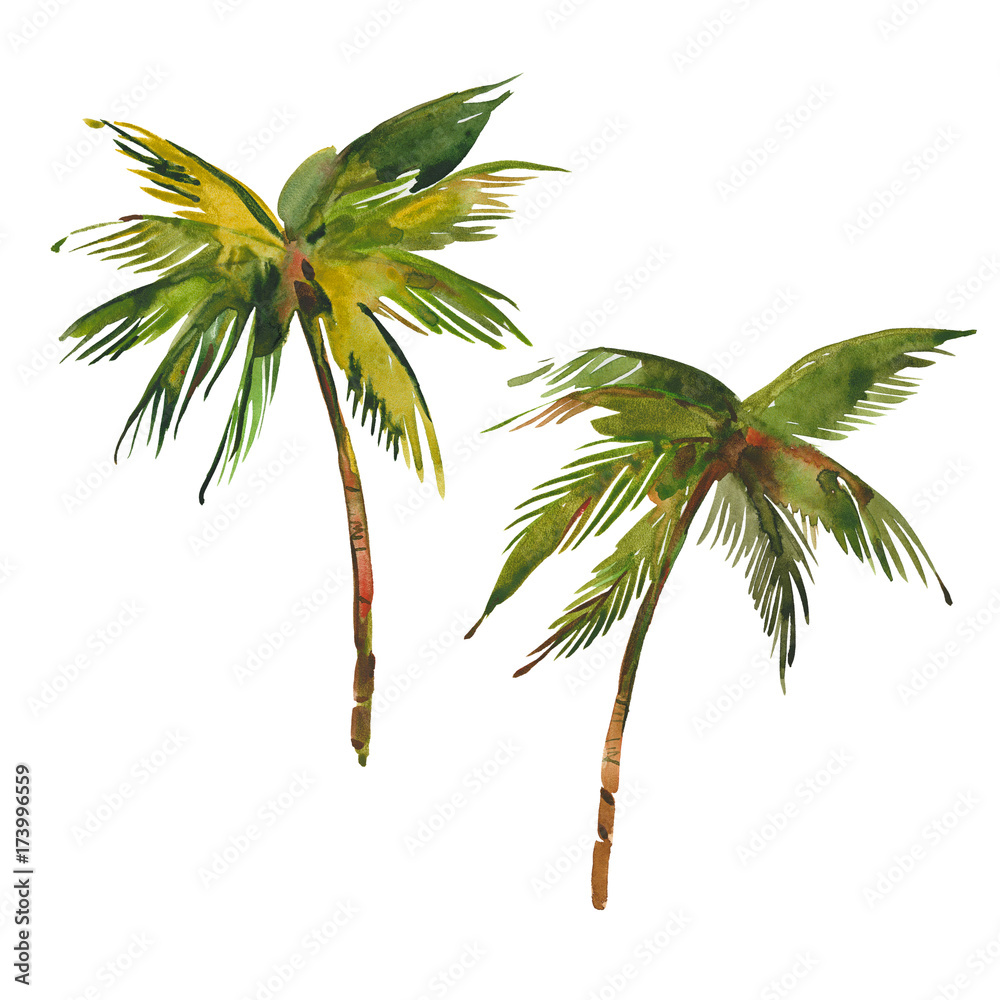 Fototapeta premium two palm trees