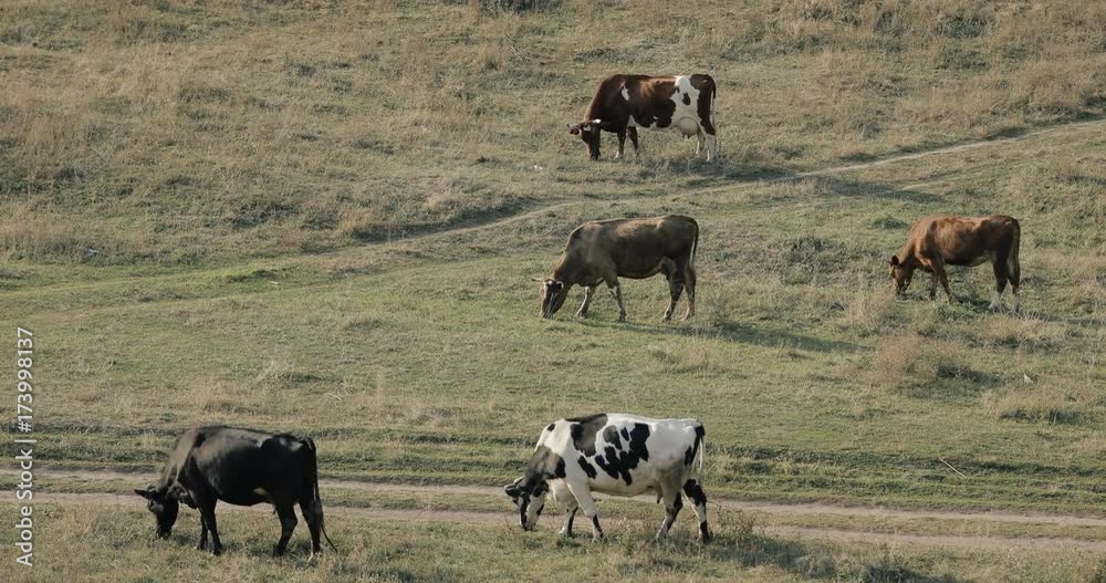 A herd of cows grazing in a meadow A herd of cows grazing in a meadow