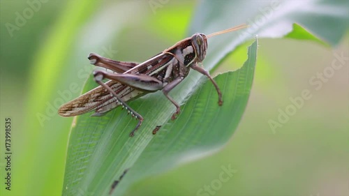 Grasshopper eating corn