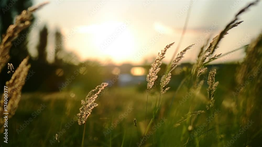 Sonnenuntergang Berlin Wildpflanzen Idylle