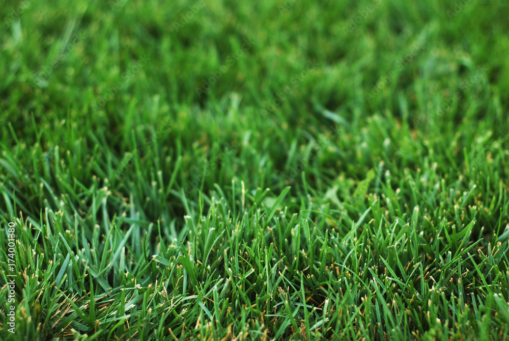 green grass background green grass background
