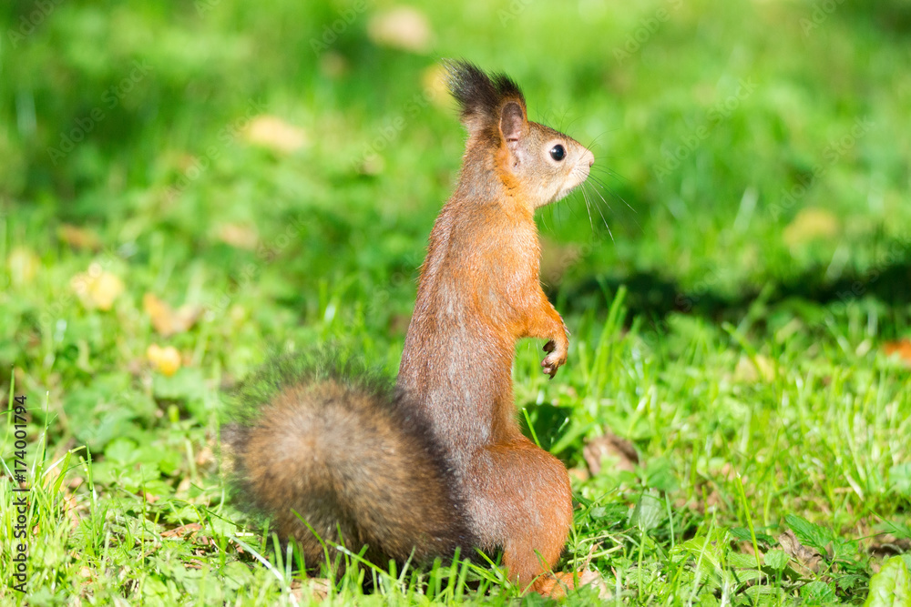 squirrel on a branch squirrel on a branch