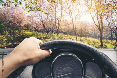 View on the dashboard of the truck driving.The driver is holding the steering wheel. Sakura cherry flowers and forest is in front of the car at loei provinc, Thailand.
