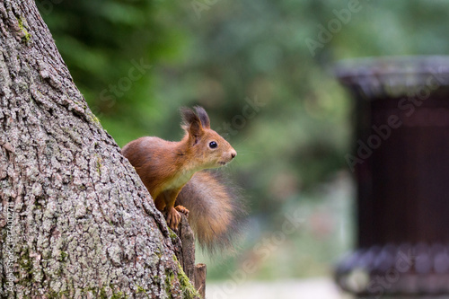 red squirrel on a branch in summer, Sciurus, park, Tamiasciurus © alexbush