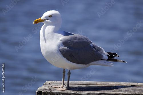 Herring Gull at Attention