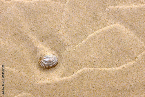 Background with yellow sand and a shell