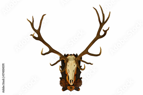 beautiful large red deer trophy over white