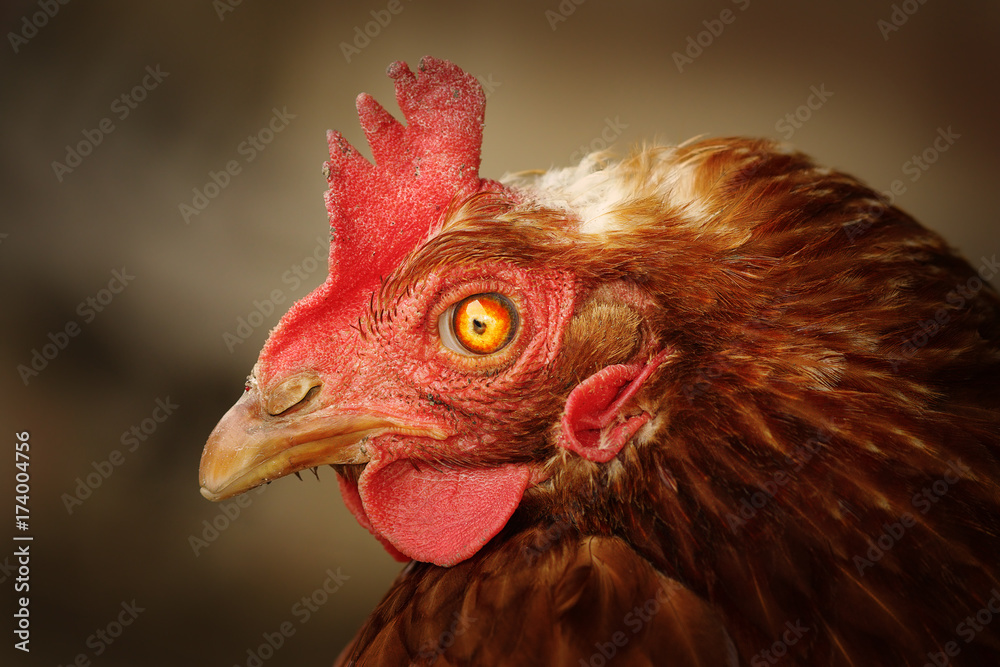brown hen portrait with damaged eye