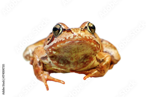 closeup of european common frog over white