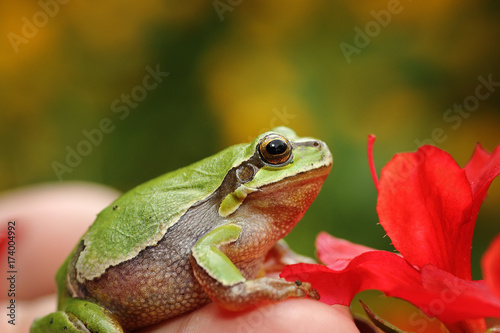 cute green tree frog in spring setting