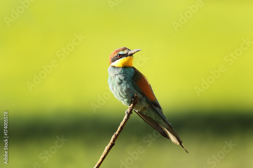 european bee eater perched on twig