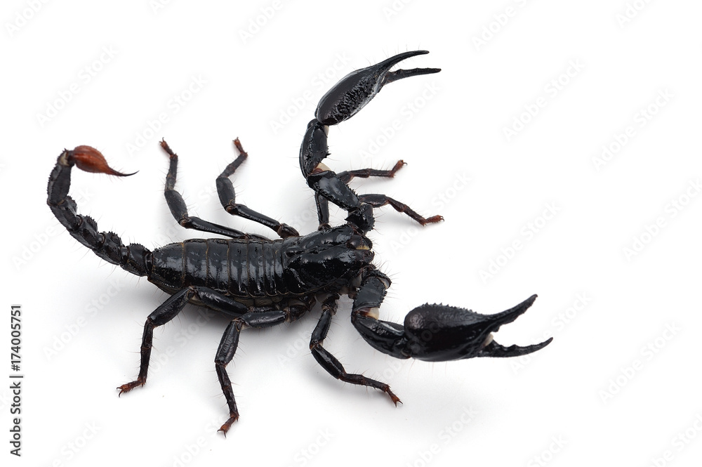 Black scorpion isolated on white background Black scorpion isolated on white background