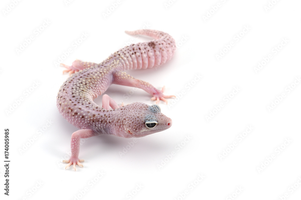 Fototapeta premium Leopard Gecko isolated on white background