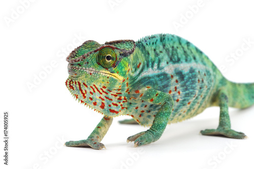 Panther chameleon isolated on white background © Dmitry
