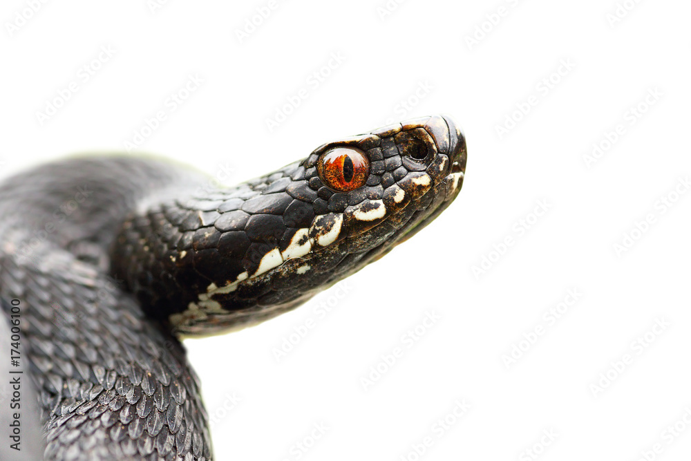 Fototapeta premium isolated portrait of black common viper