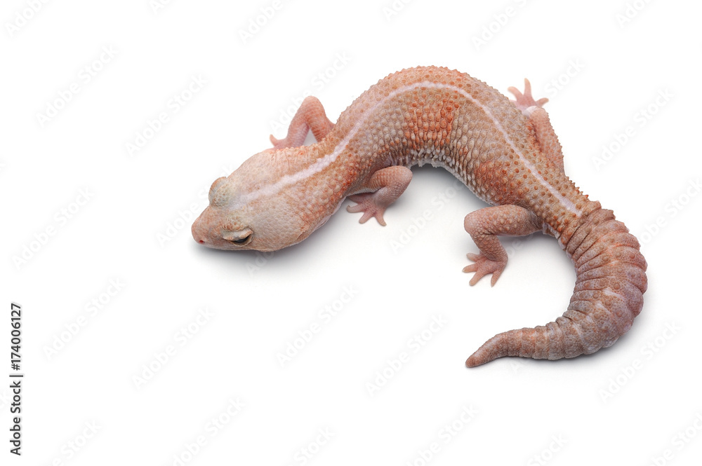 african fat tail gecko isolated on white background african fat tail gecko isolated on white background
