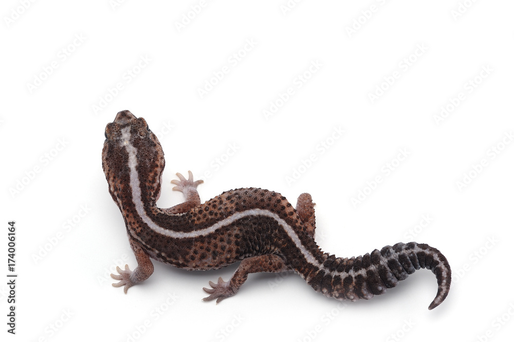 Naklejka premium african fat tail gecko isolated on white background
