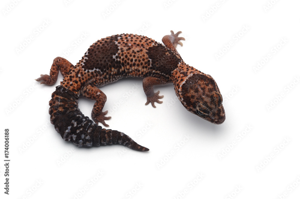 Naklejka premium african fat tail gecko isolated on white background