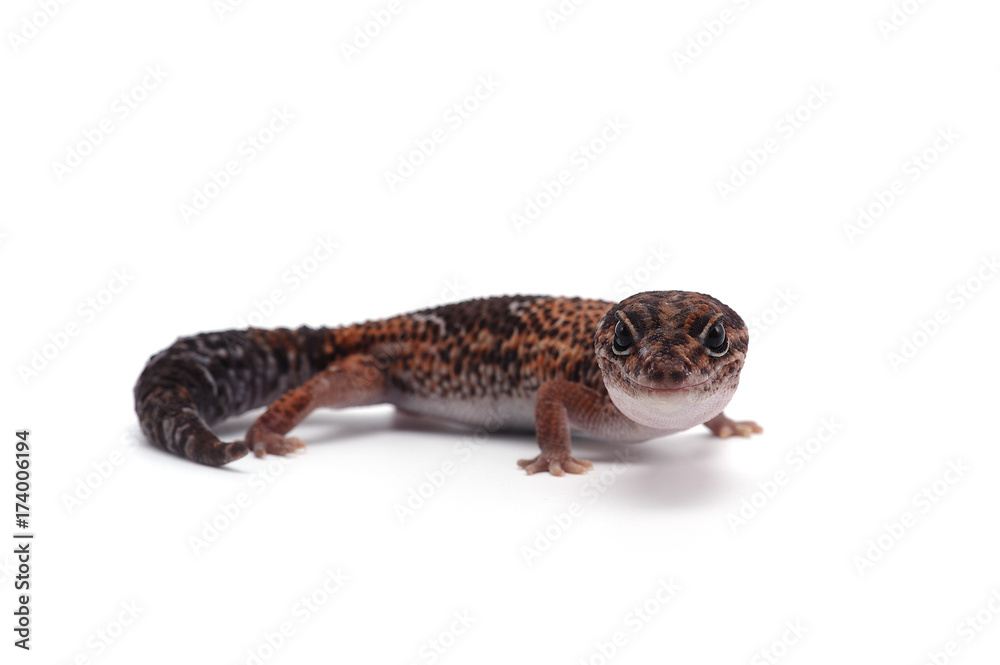 Naklejka premium african fat tail gecko isolated on white background