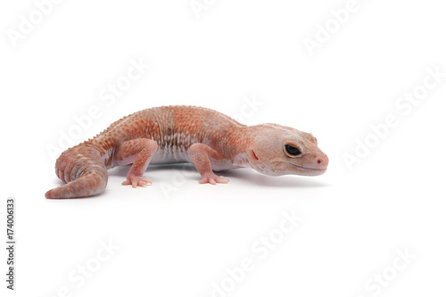 african fat tail gecko isolated on white background