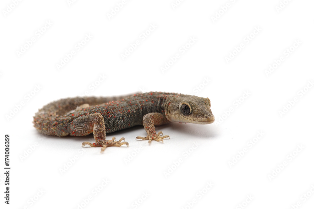 Naklejka premium Kotschy's gecko isolated on white background 