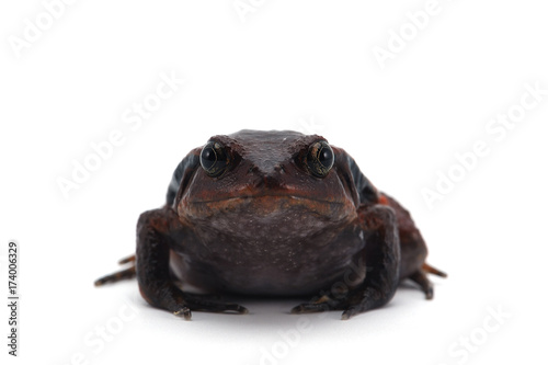red tomato frog isolated on white background