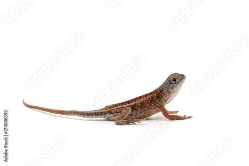 Malagasy terrestrial iguanian collared lizard isolated on white background