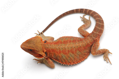  Bearded Dragon isolated on white background