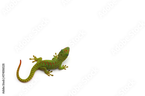 Madagascar gecko isolated on white background photo