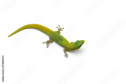 The gold dust day gecko isolated on white background © Dmitry